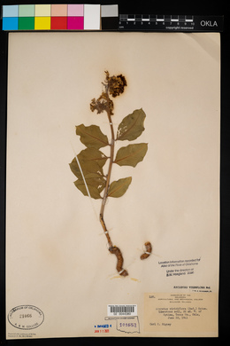Asclepias viridiflora image