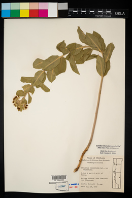 Asclepias viridiflora image