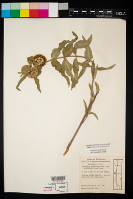 Asclepias viridiflora image