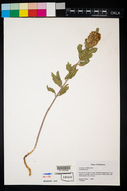 Asclepias viridiflora image