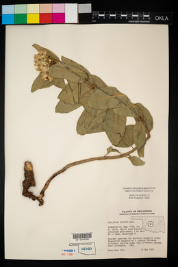 Asclepias viridis image