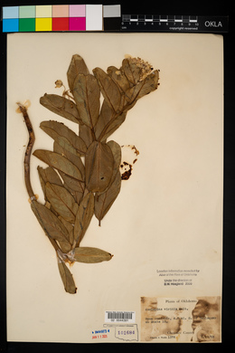 Asclepias viridis image