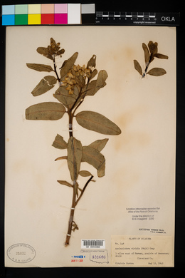 Asclepias viridis image
