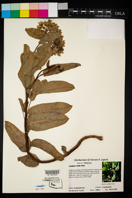 Asclepias viridis image