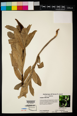 Asclepias viridis image