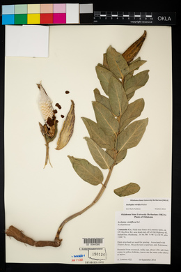 Asclepias viridis image