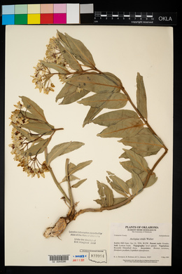Asclepias viridis image