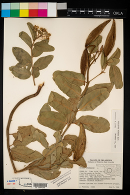 Asclepias viridis image
