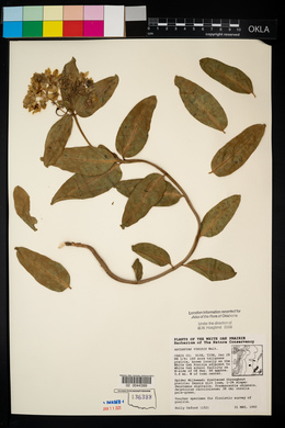 Asclepias viridis image