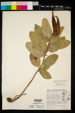 Asclepias viridis image