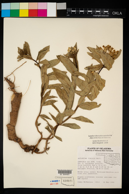 Asclepias viridis image