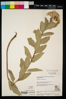 Asclepias viridis image