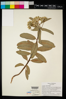 Asclepias viridis image