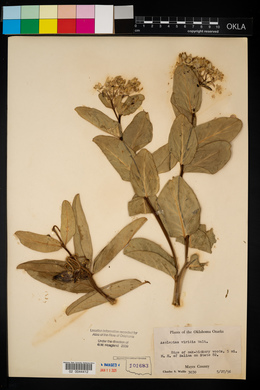 Asclepias viridis image