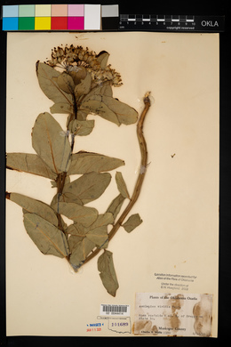 Asclepias viridis image