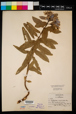 Asclepias viridis image