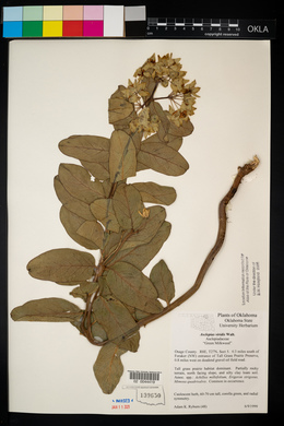 Asclepias viridis image