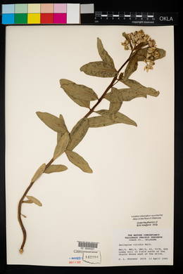Asclepias viridiflora image