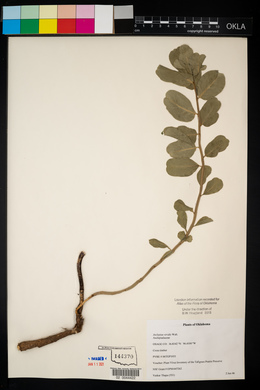 Asclepias viridis image