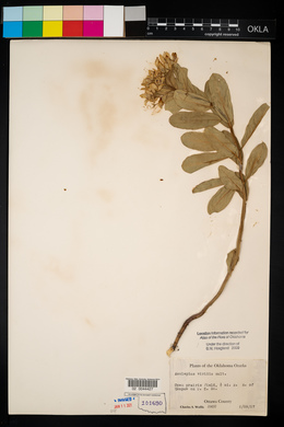 Asclepias viridis image