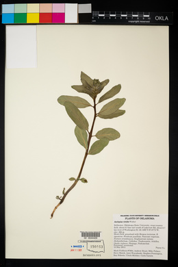 Asclepias viridis image
