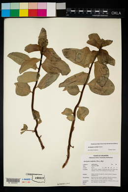Asclepias latifolia image
