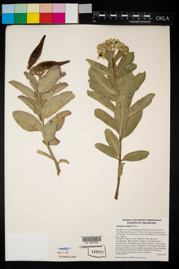 Asclepias viridis image