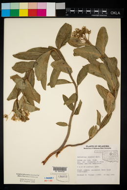 Asclepias viridis image