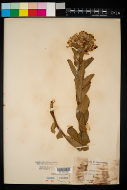 Asclepias viridis image