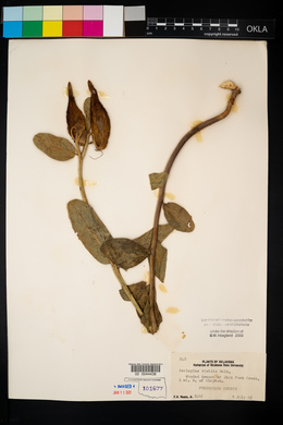 Asclepias viridis image