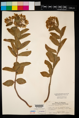 Asclepias viridis image