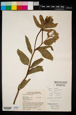 Asclepias viridis image