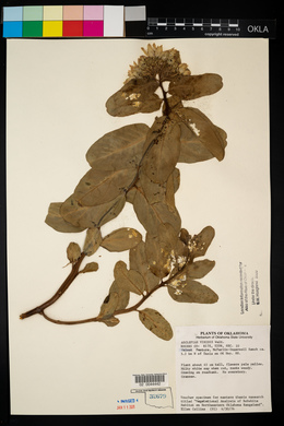 Asclepias viridis image