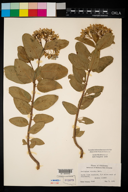 Asclepias viridis image