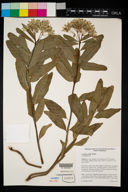 Asclepias viridis image
