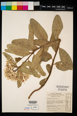 Asclepias viridis image