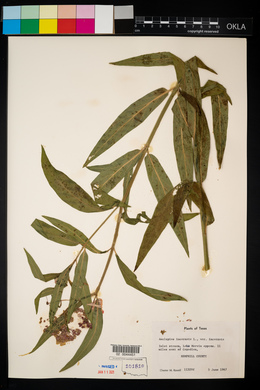 Asclepias incarnata var. incarnata image