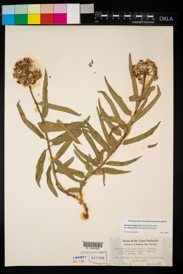 Asclepias asperula subsp. capricornu image