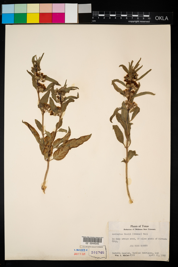 Asclepias emoryi image