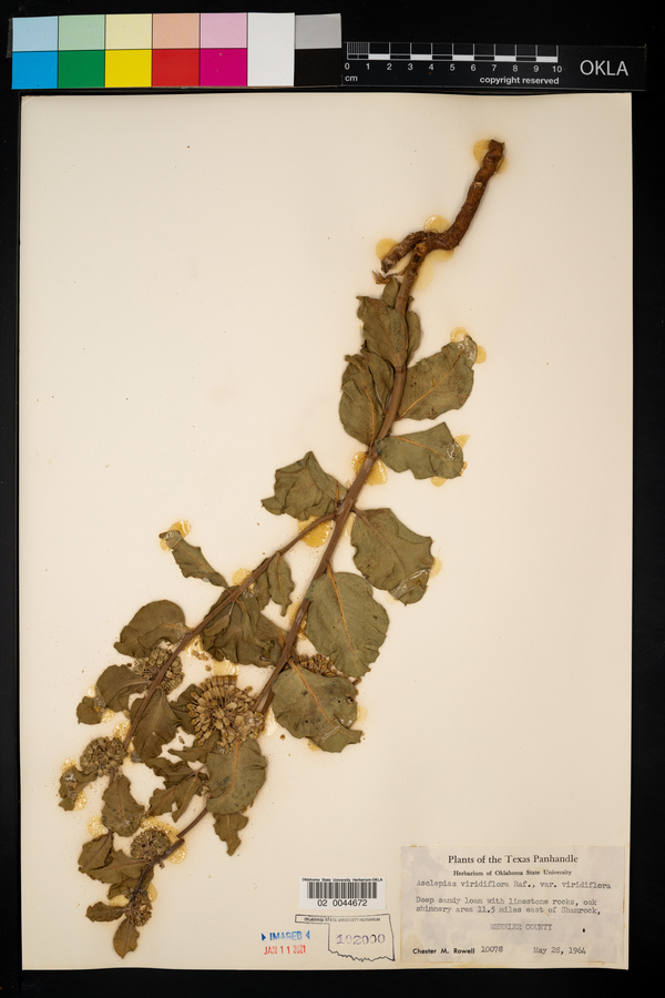 Asclepias viridiflora var. viridiflora image