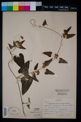 Cynanchum laeve image