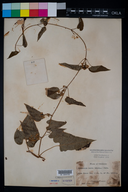 Cynanchum laeve image