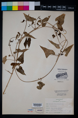 Cynanchum laeve image