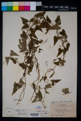 Cynanchum laeve image