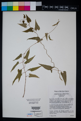 Cynanchum laeve image