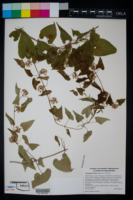Cynanchum laeve image