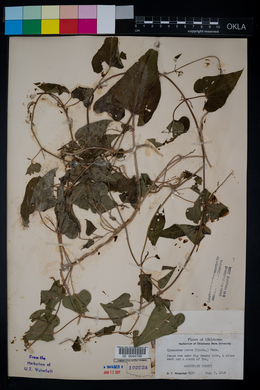 Cynanchum laeve image