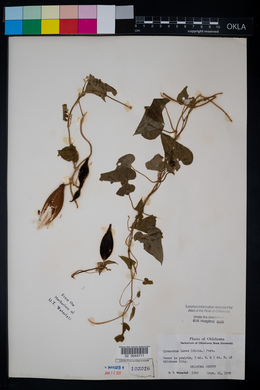 Cynanchum laeve image