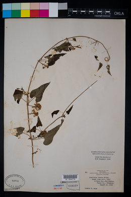 Cynanchum laeve image