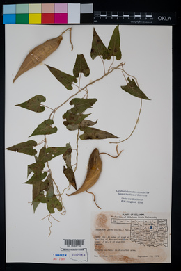 Cynanchum laeve image